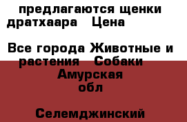 предлагаются щенки дратхаара › Цена ­ 20 000 - Все города Животные и растения » Собаки   . Амурская обл.,Селемджинский р-н